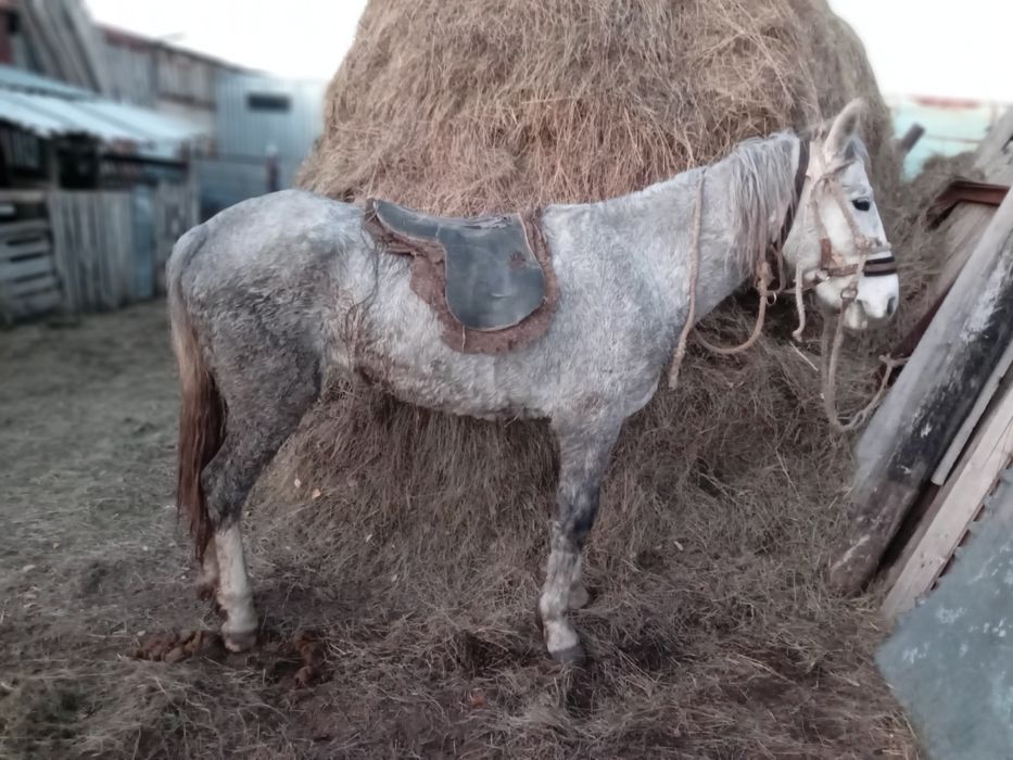 Сельхозживотные лошади продажа