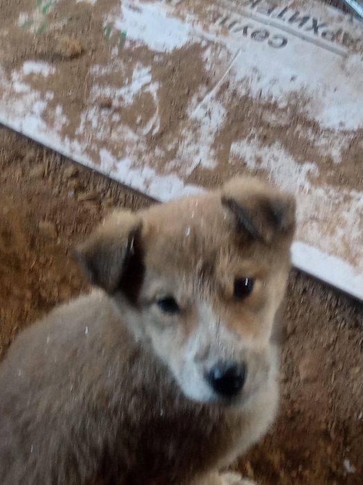 Ищем дом щенкам щенкам