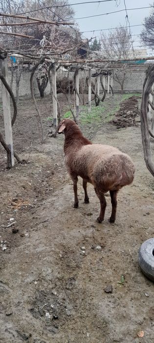 Yem yep turgan qoʻzi qoʻchqorlar sotiladi