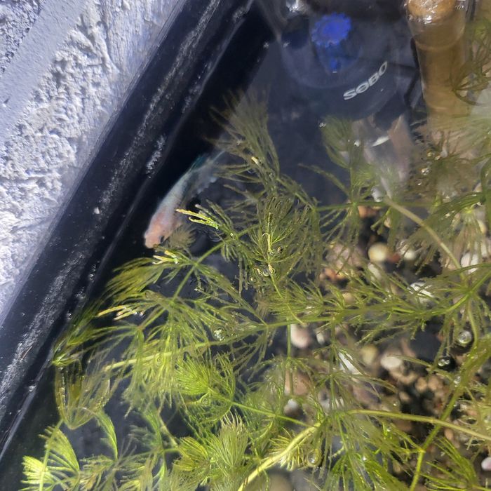 Akvarium 7-8 litrlik