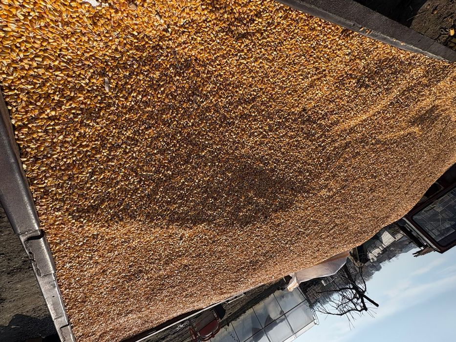 Porumb boabe de vanzare