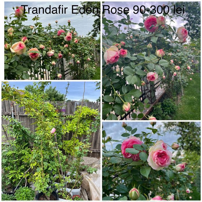 Glicina, trandafiri, leandru, palmier, eden rose