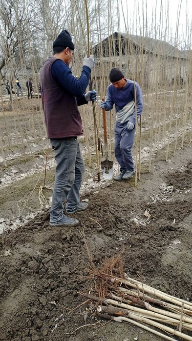Терак кучат (кук терак)    Калифорния тераги сотилади Узбекистан,Калиф