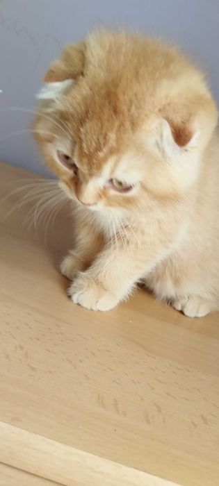 Златни чинчили шотландско клепоухо котенце