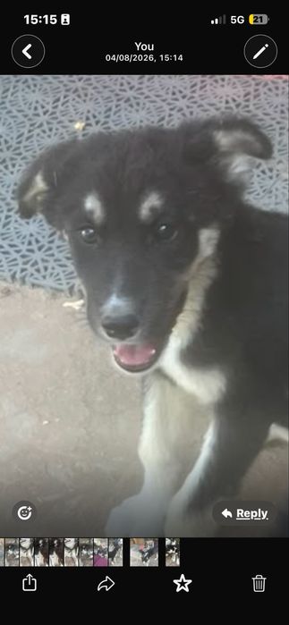 Donez spre adoptie pui de husky siberian. Somova, Tulcea.
