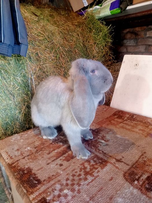 Продаются  кролики.