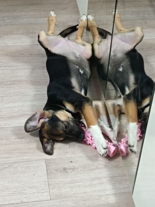 Пристраивается щенок, девочка