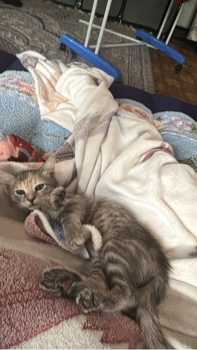 Отдам котенка,в добрые руки.