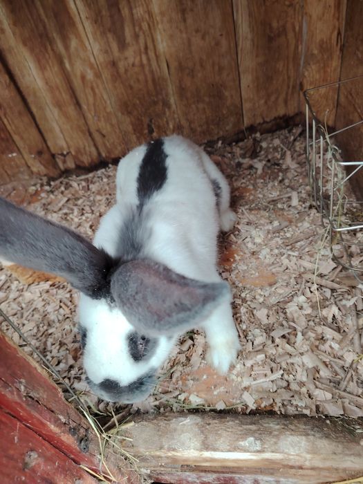 Iepuri fluture german