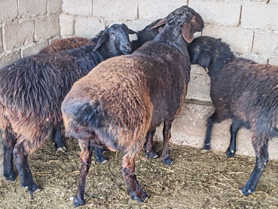 Қошқар сатылады семіз