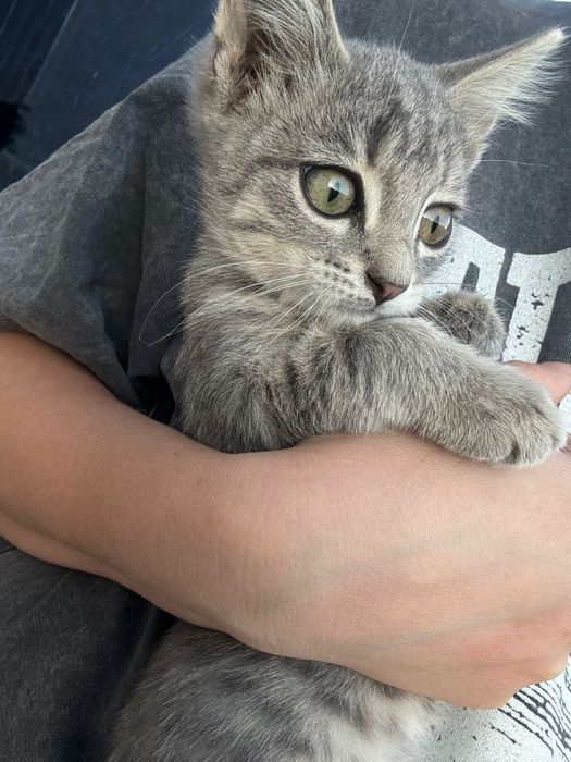 Котята в добрые руки!