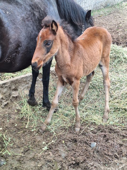 Vand iapa cu varsta de 3 ani cu manz