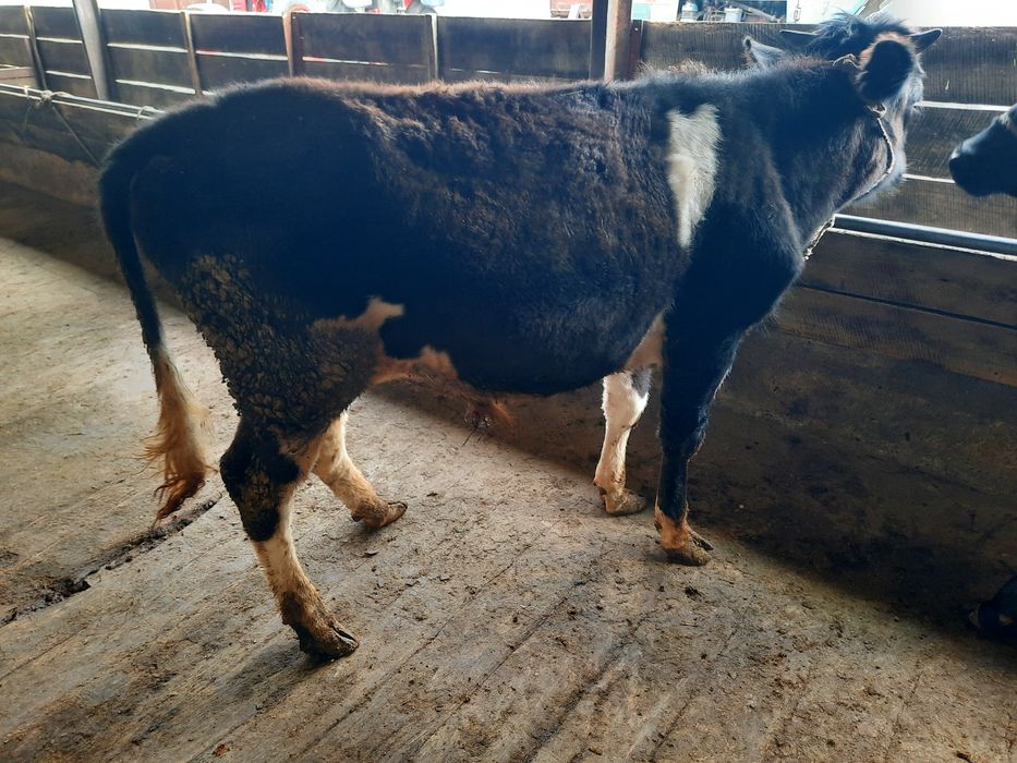 Бұқалар сатылады