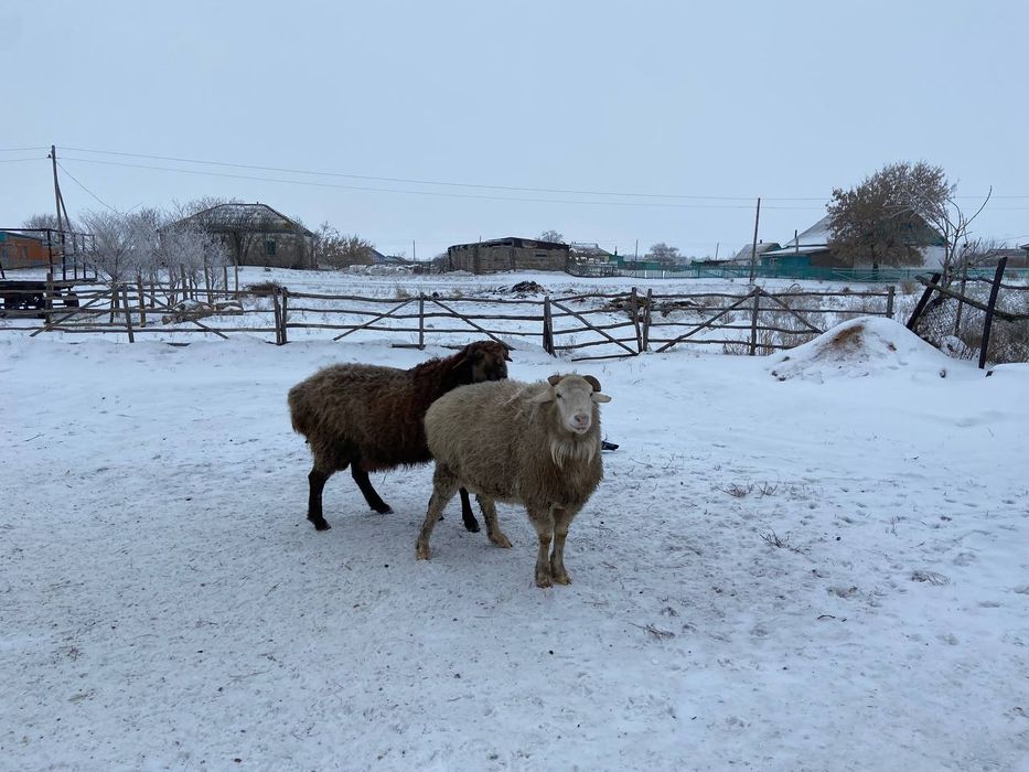 Продам барана кошкарика