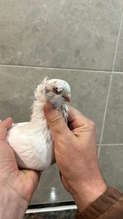 Продам молодого гульбадама