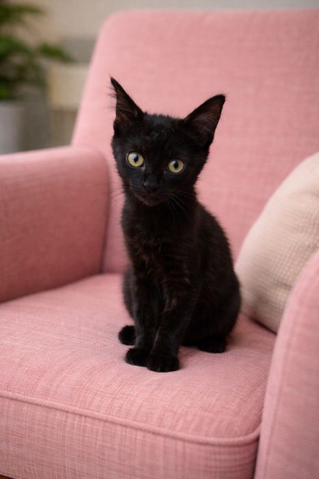 Котенок ищет семью. 3 месяца