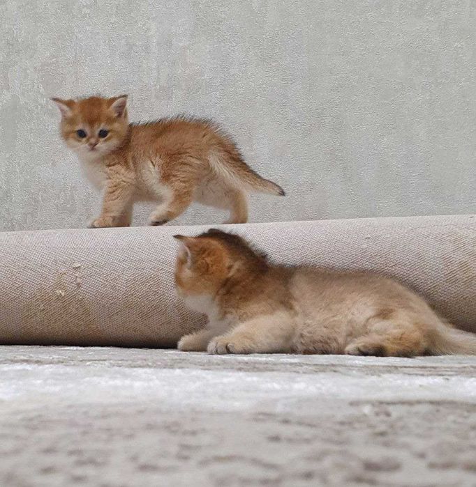 Britanskiy shinshilla (kalta junli)