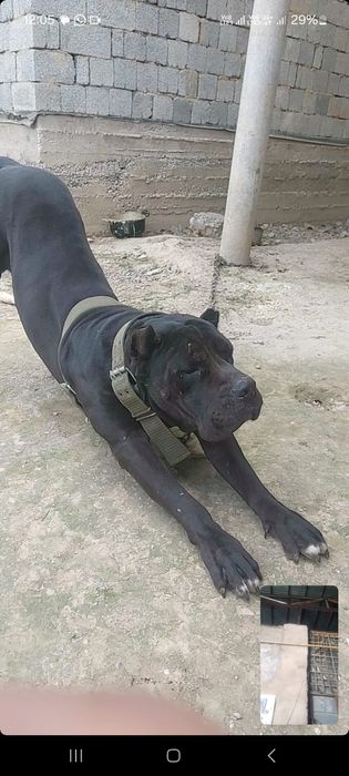 Кане-корсо срочно!