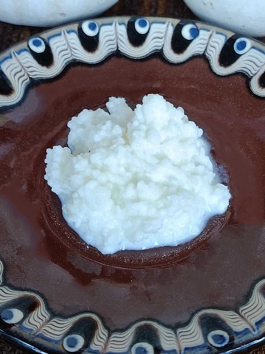 Кефирный (молочный) гриб