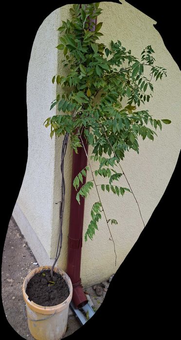 glicina mov pe tulpina inalta, anul 3