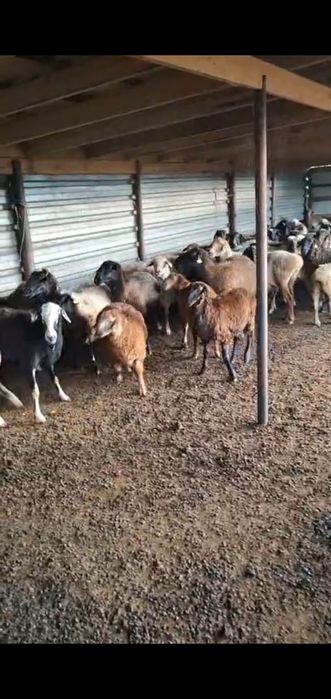 Продаю баранов кой токты