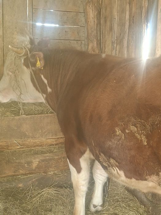 Продам быка 1,5 годовалого