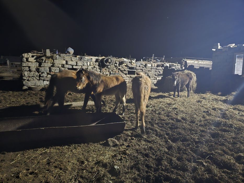 Продам 4 тай или обмен на баран