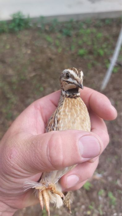 Дикие перепелки Жабайы бодене