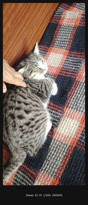 Кошка красивая. Умная. Лоток знает.