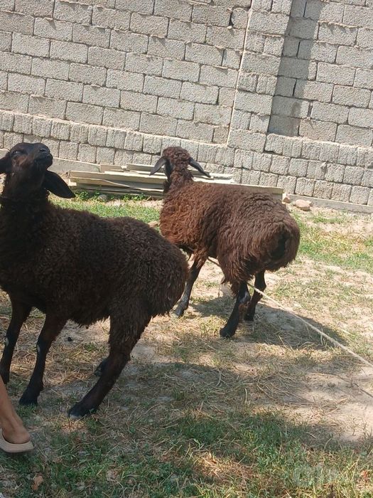 Qoy sotamiz kelishgan xolatda