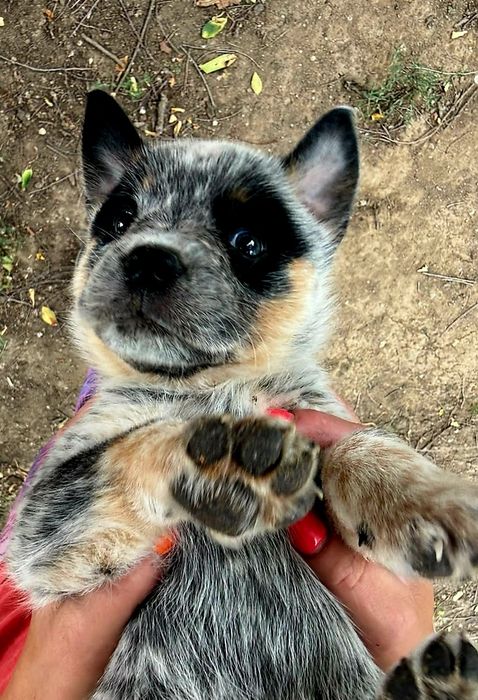 Australian Cattle Dog - mascul