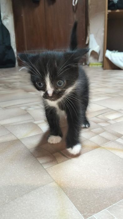 Котики в хорошие руки