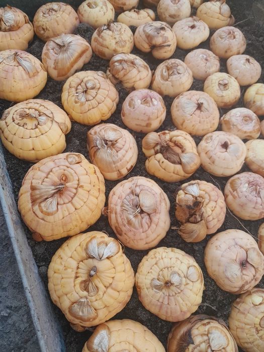 Луковицы гладиолусов
