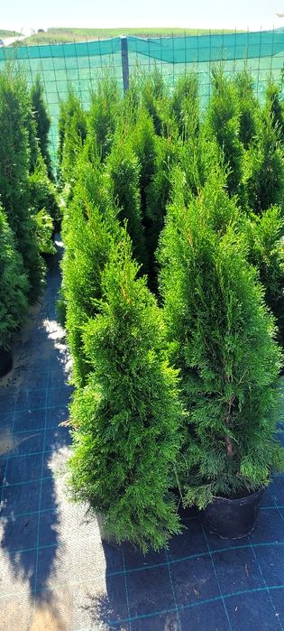 Tuia Smaragd crescuta în Ghiveci 120 de cm