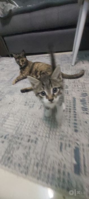 Бесплатно Котёнки, мушук болалари бепул