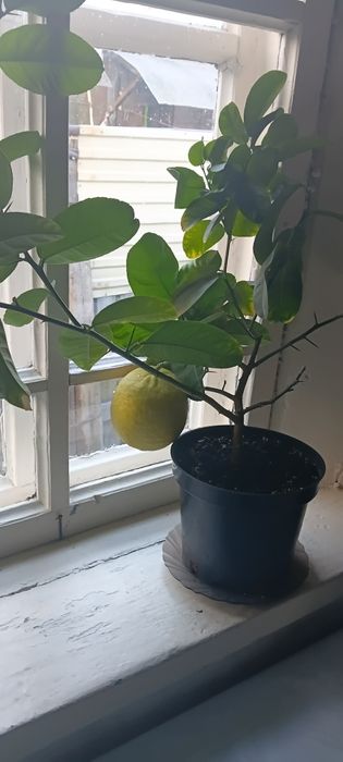 Лимон юбилейный.