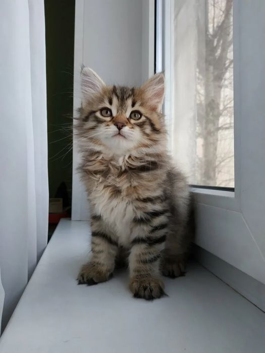 Элитненькие Шотландцы