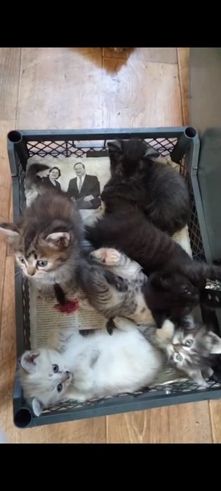 Дарю котят с доставкой