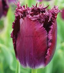 Тюльпаны с Голанских луковиц