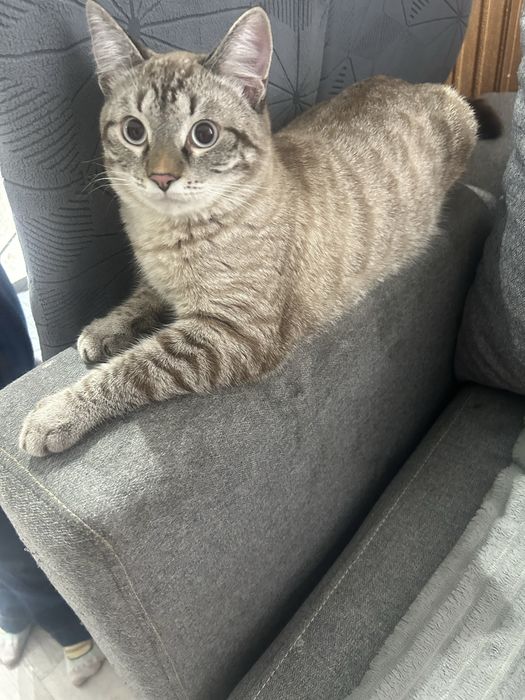 Отдам кота в добрые руки