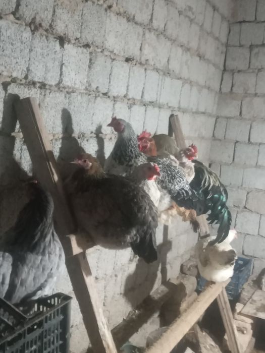 Товуклар ва хурозлар сотилди