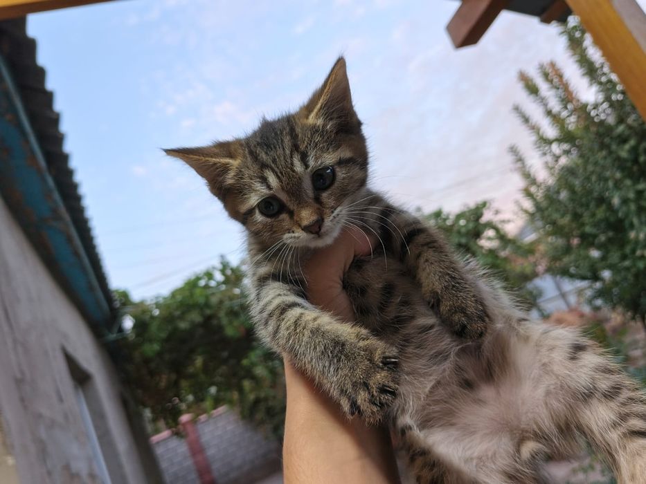 Котята в хорошие руки