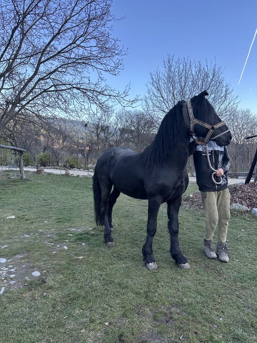 Vand armasar de 3 ani si 2 luni