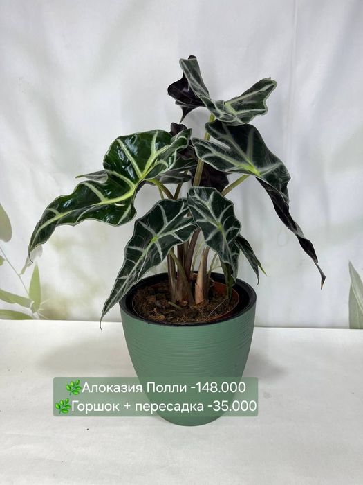 Хойя, Калатея, Антуриум и др