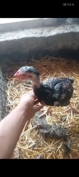 Дакан шожелер, бойцовский цыплята