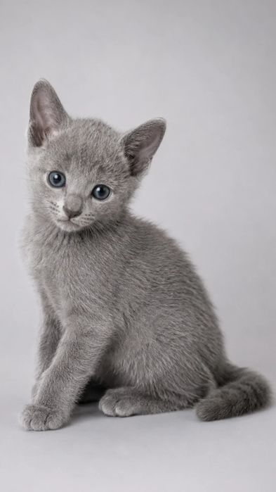 Элитные котята русской голубой
