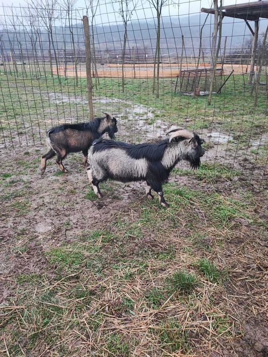 Tap pitic de vanzare