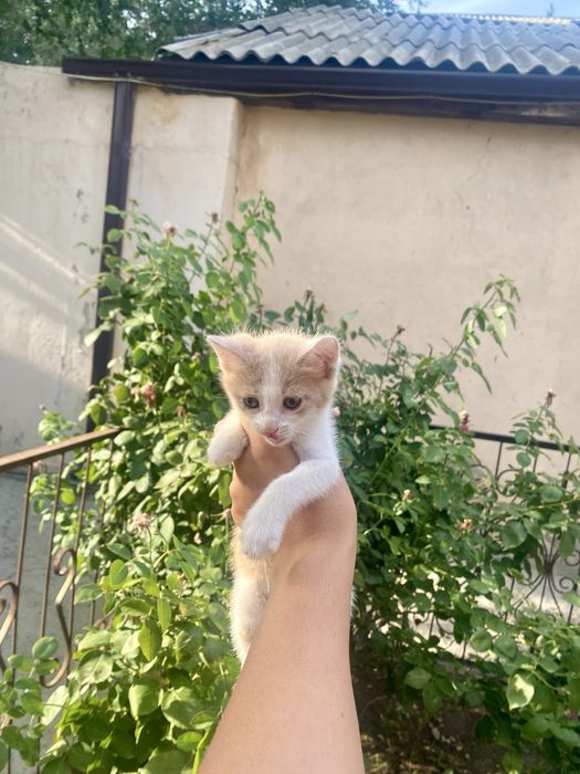 Котенок девочка в добрые руки - 1 месяц 10 дней