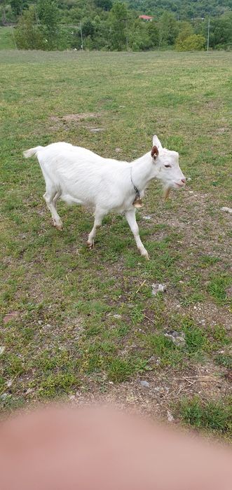 Vând branza sărată 2025 de capra