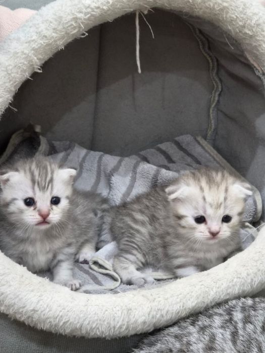 Милые котята девочки ищут себе любящий дом!
